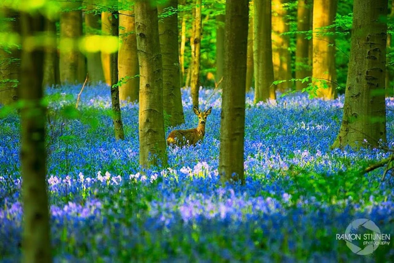 Hallerbos B&B in Bluebell Forest Halle  Exterior foto