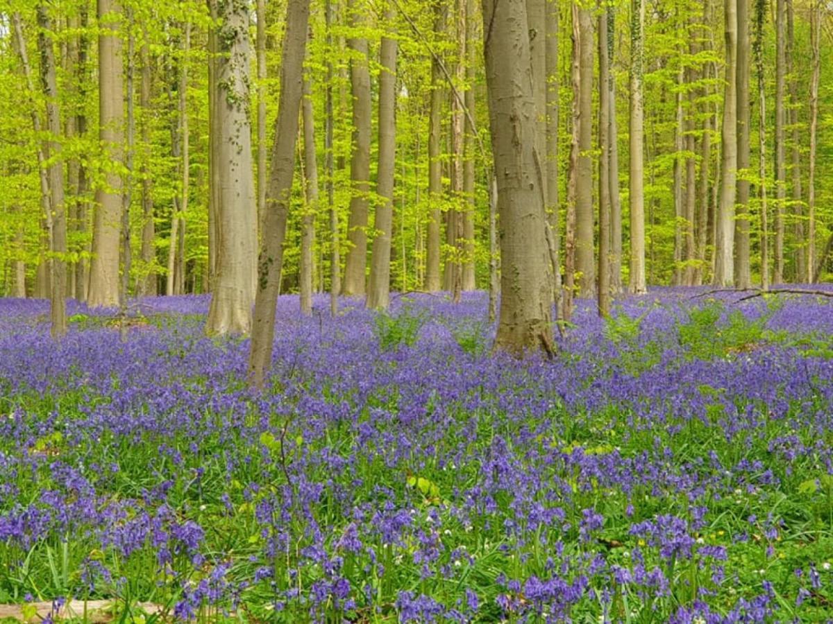 Hallerbos B&B in Bluebell Forest Halle  Exterior foto