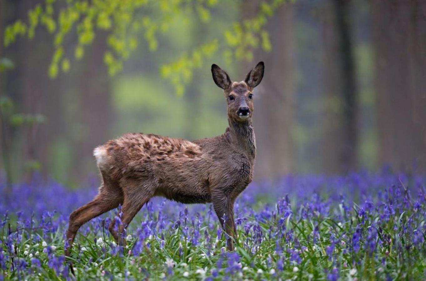 Hallerbos B&B in Bluebell Forest Halle  Exterior foto