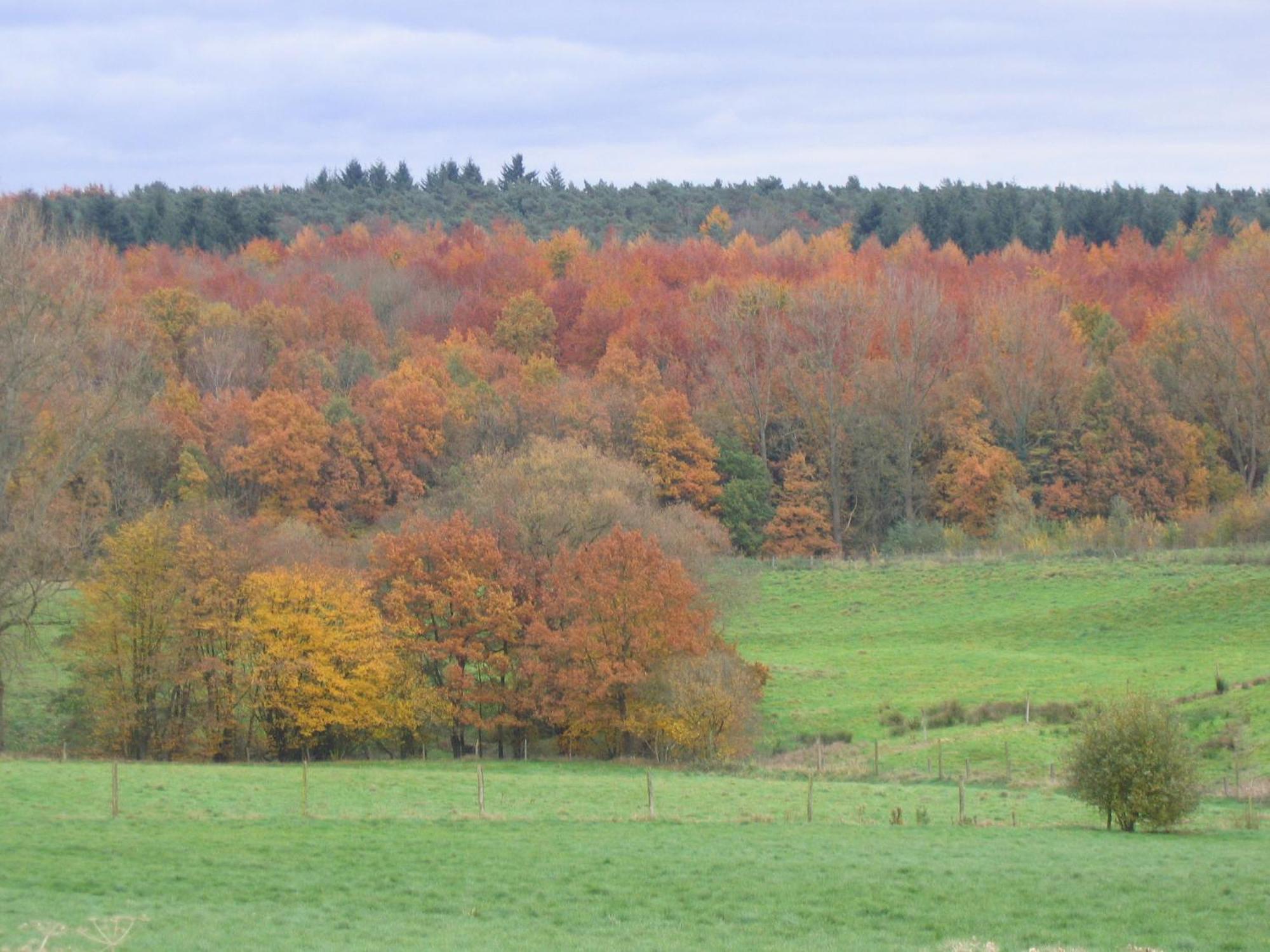 Hallerbos B&B in Bluebell Forest Halle  Exterior foto